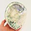 Mušle Abalone Shell