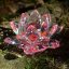 Růžový Lotos z křišťálového skla