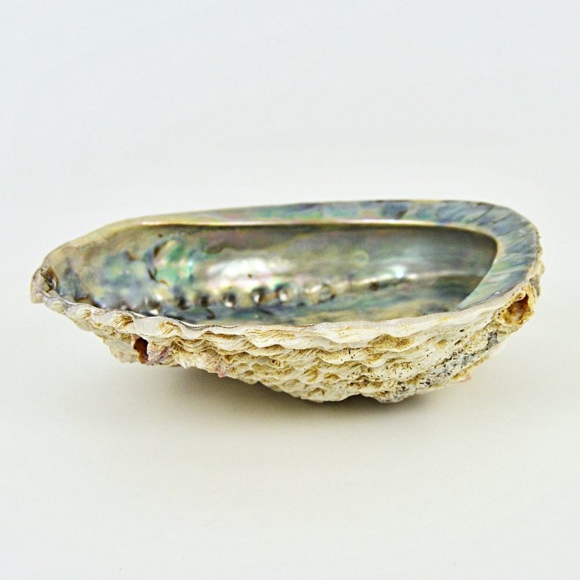 Mušle Abalone Shell