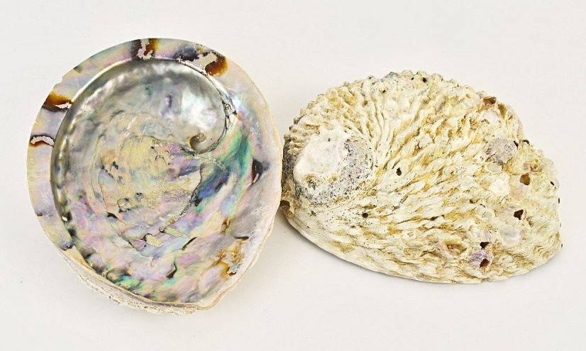 Mušle Abalone Shell