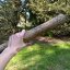 Dešťová hůl kaktus Atacama 50 cm