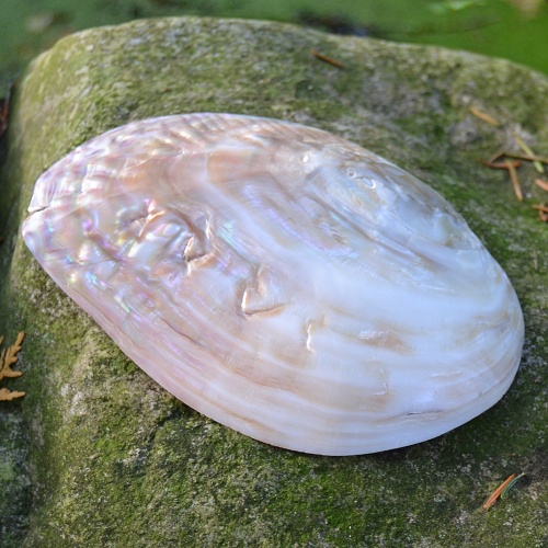 Perlorodka říční velká s perlami 16 cm