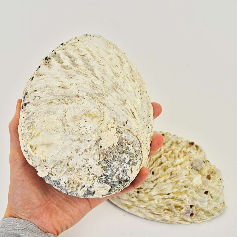Mušle Abalone Shell