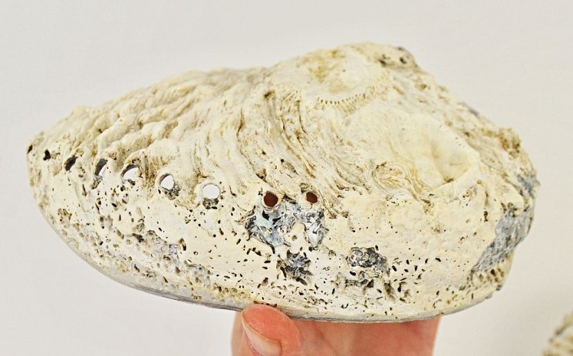 Mušle Abalone Shell
