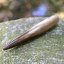 Masážní hůlka Zkamenělé dřevo