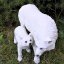 Socha fantasy - Bílá vlčice s mládětem 29 cm