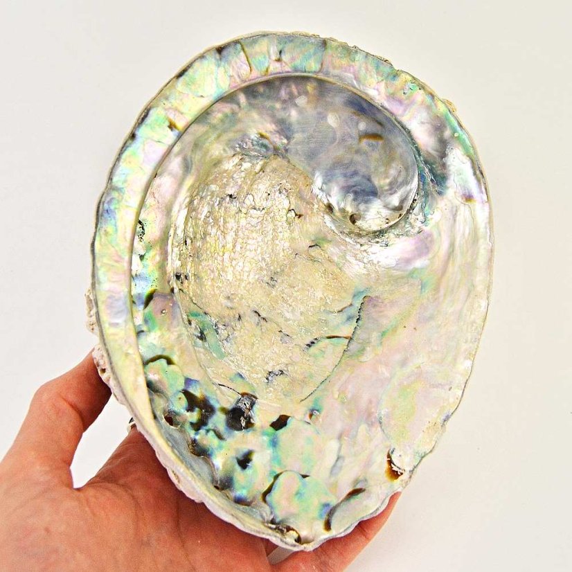 Mušle Abalone Shell