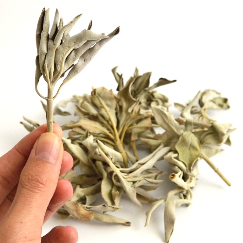 Bílá šalvěj - Salvia Apiana listy 20 g