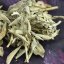 Bílá šalvěj - Salvia Apiana listy 20 g