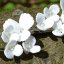 Spona do vlasů klipová - Bílé květy