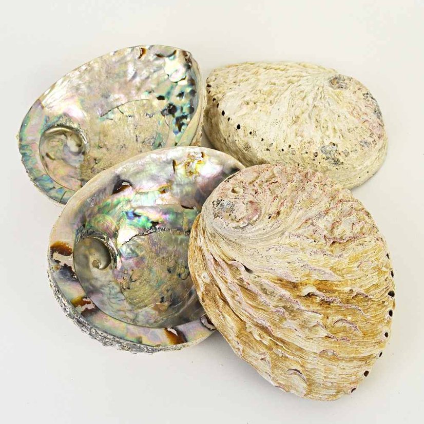 Mušle Abalone Shell